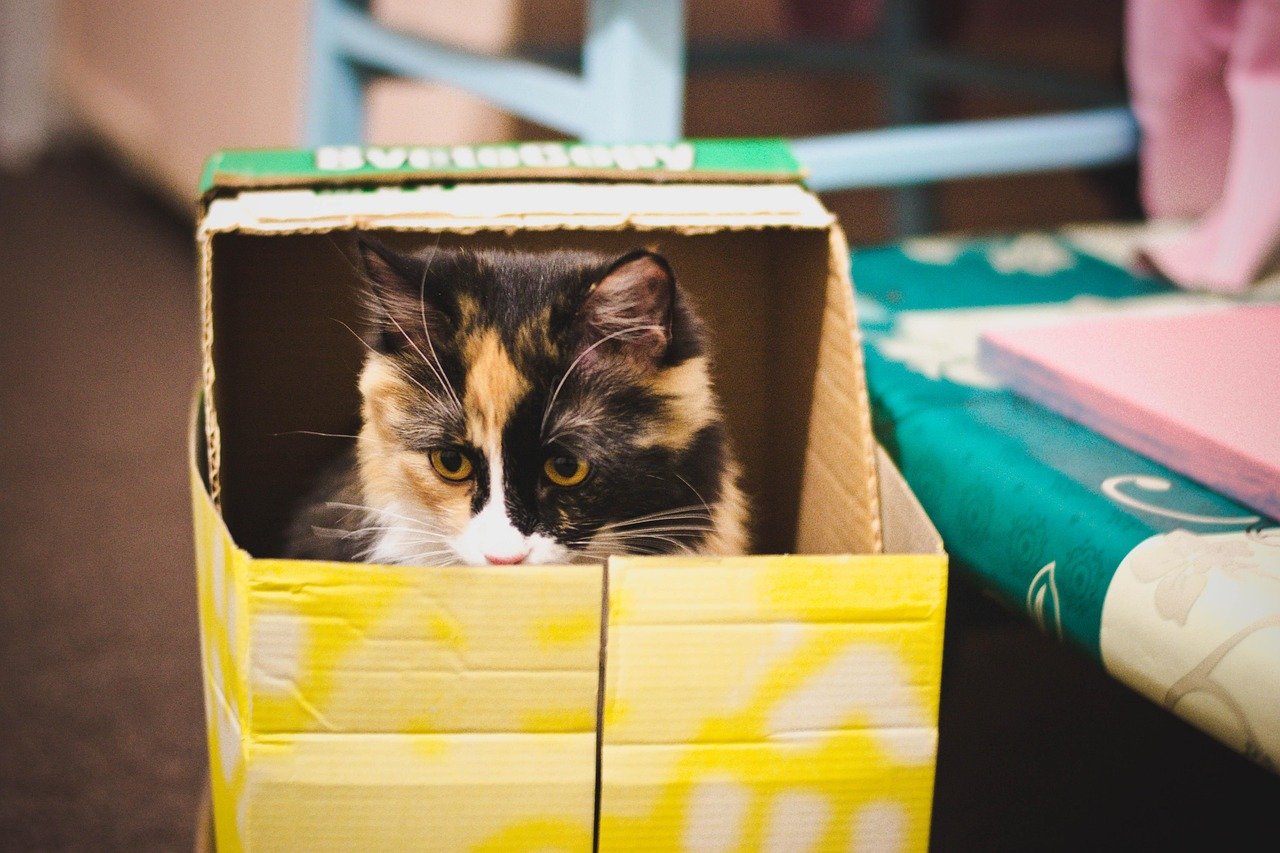 Litter Box Innovations: Cleanliness Redefined (image credits: pixabay)