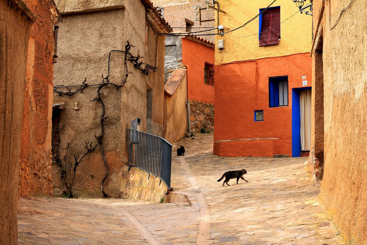 Community Initiatives and Cat Safety (image credits: pixabay)