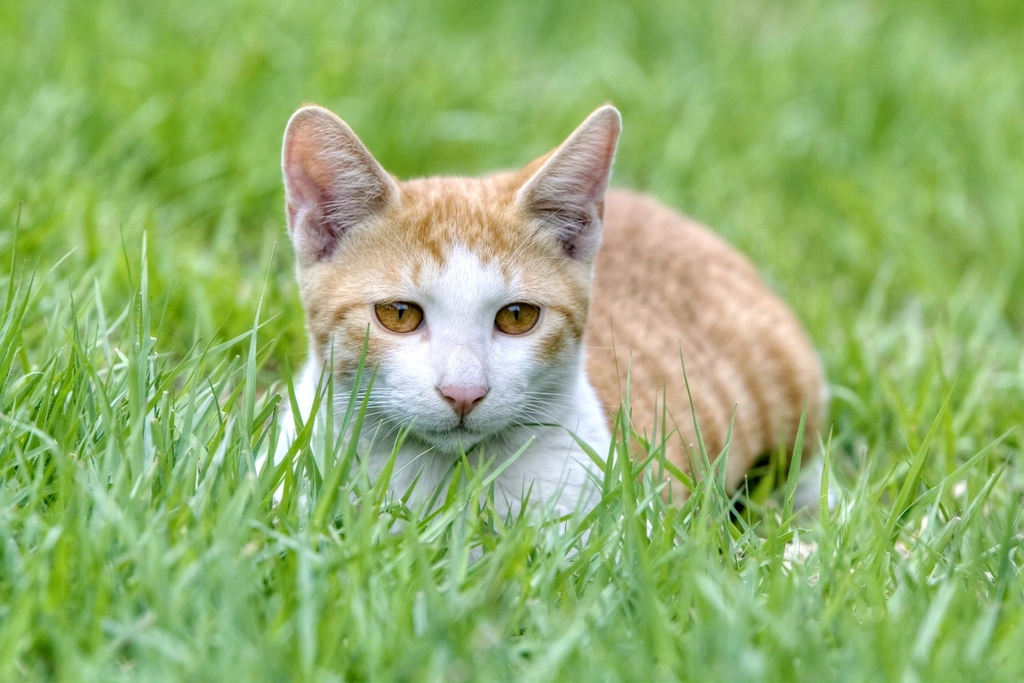 Public Spaces and Cat Inclusion (image credits: rawpixel)