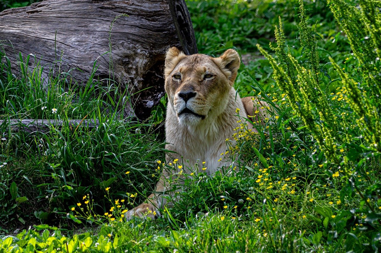 Big Cats and Their Natural Habitats (image credits: pixabay)