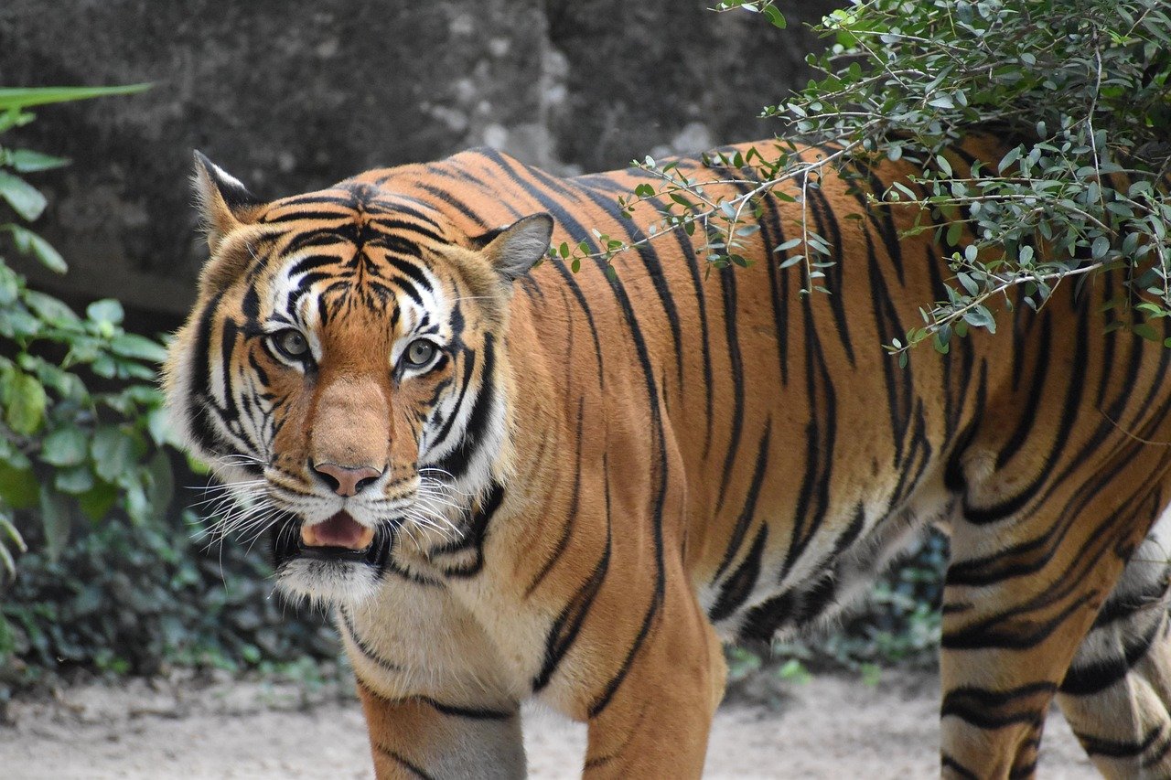 The Role of Technology in Monitoring Big Cats (image credits: pixabay)