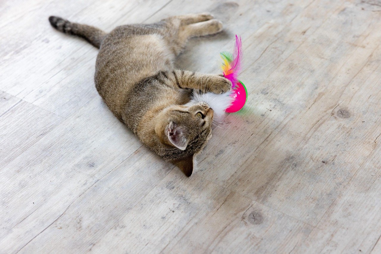 Playfulness: Toys vs Hunts (image credits: pixabay)