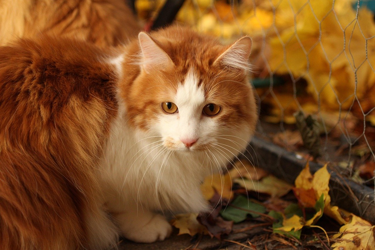 Japanese Bobtail (image credits: pixabay)