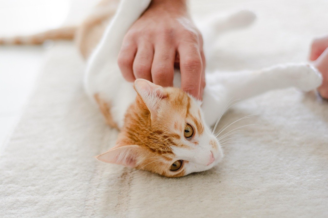 Inconsistent or Negative Human Interaction: The Need for Gentle Affection (image credits: pixabay)