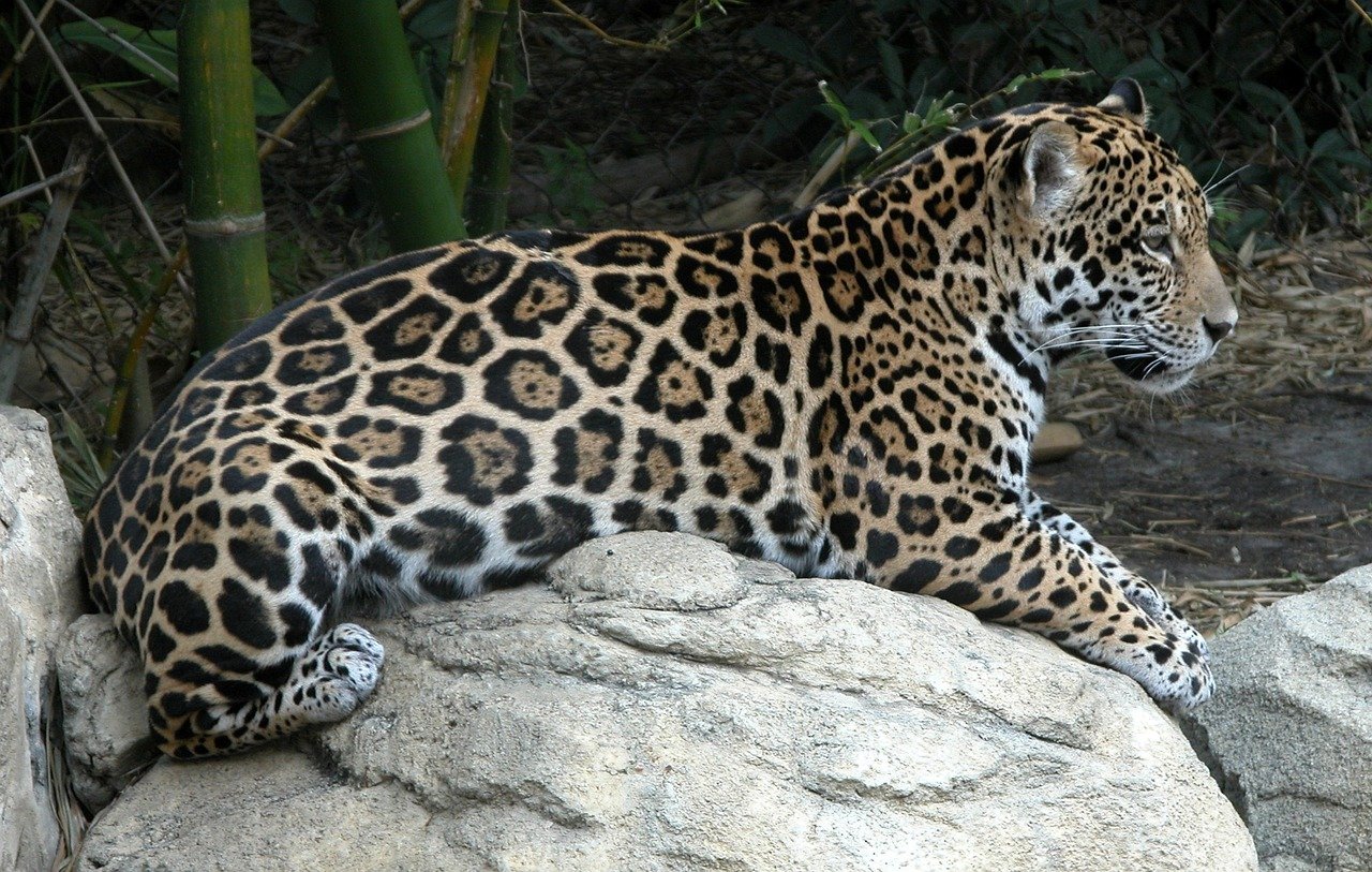 The Clever Jaguar: Water's Silent Predator (image credits: pixabay)
