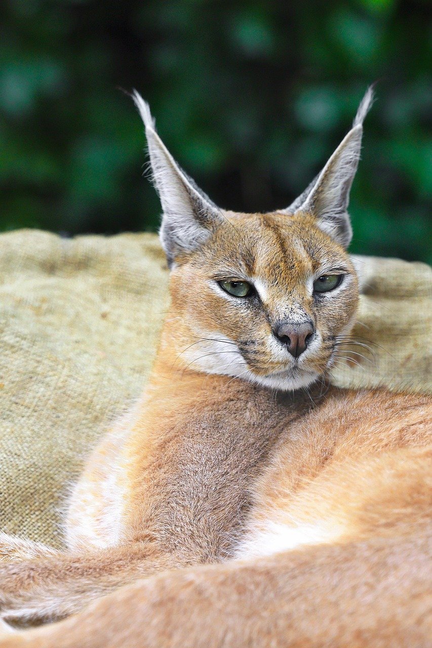 The Sly Caracal: Master of the Sky Leap (image credits: pixabay)