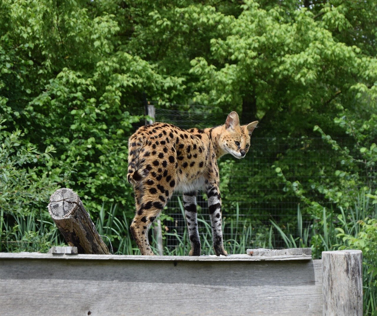 The Strategic Serval: Precision Hunter (image credits: pixabay)