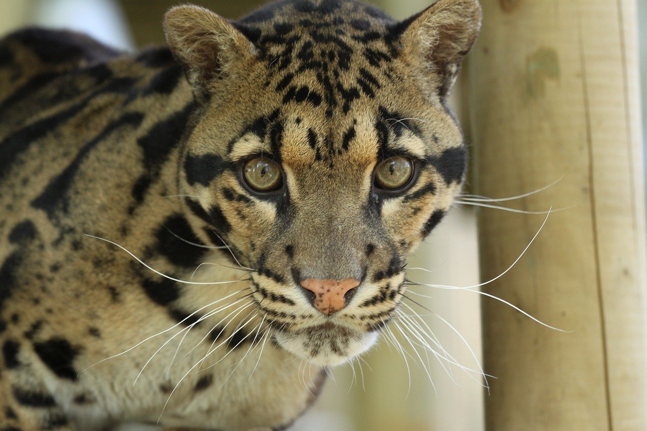 The Resourceful Clouded Leopard: Arboreal Expert (image credits: pixabay)