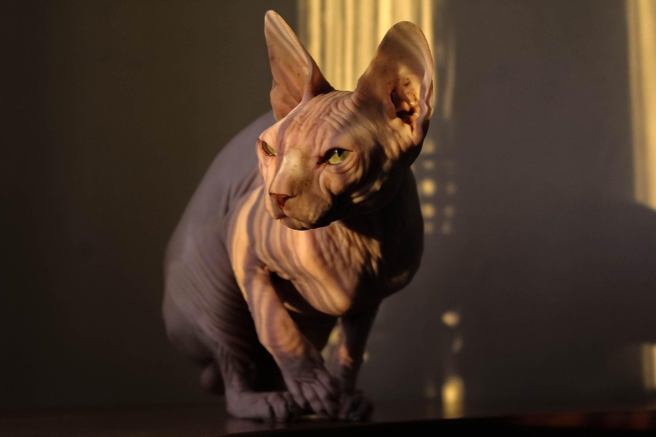 Sphynx: The Warm-Hearted Snuggler (image credits: pixabay)