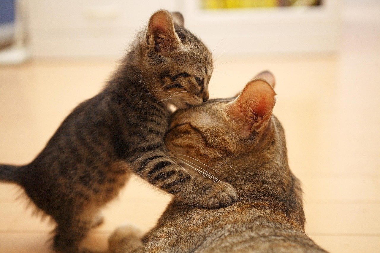 10. The Gentle Bite (image credits: pixabay)