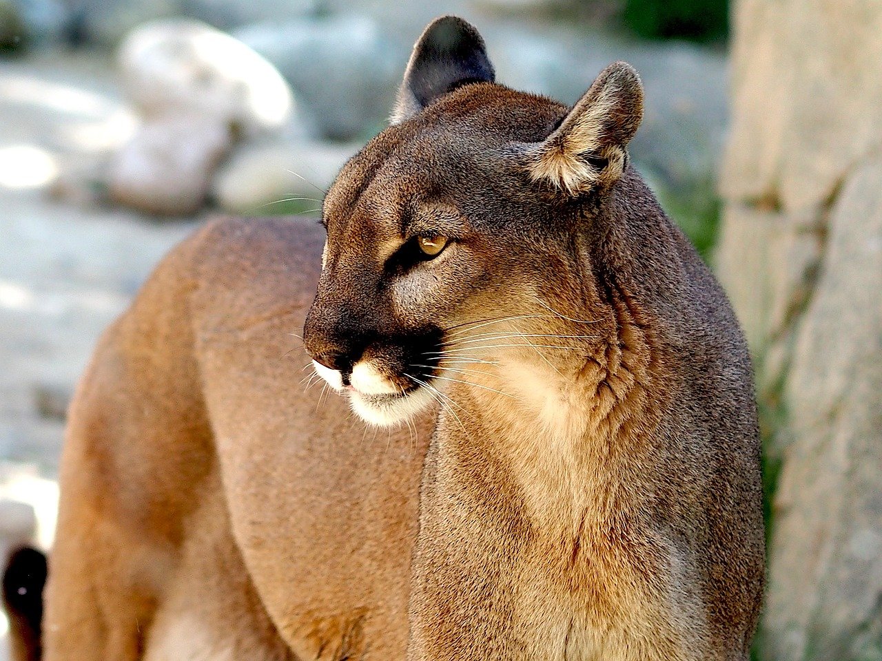 Pumas: The Ghosts of the Suburbs (image credits: pixabay)