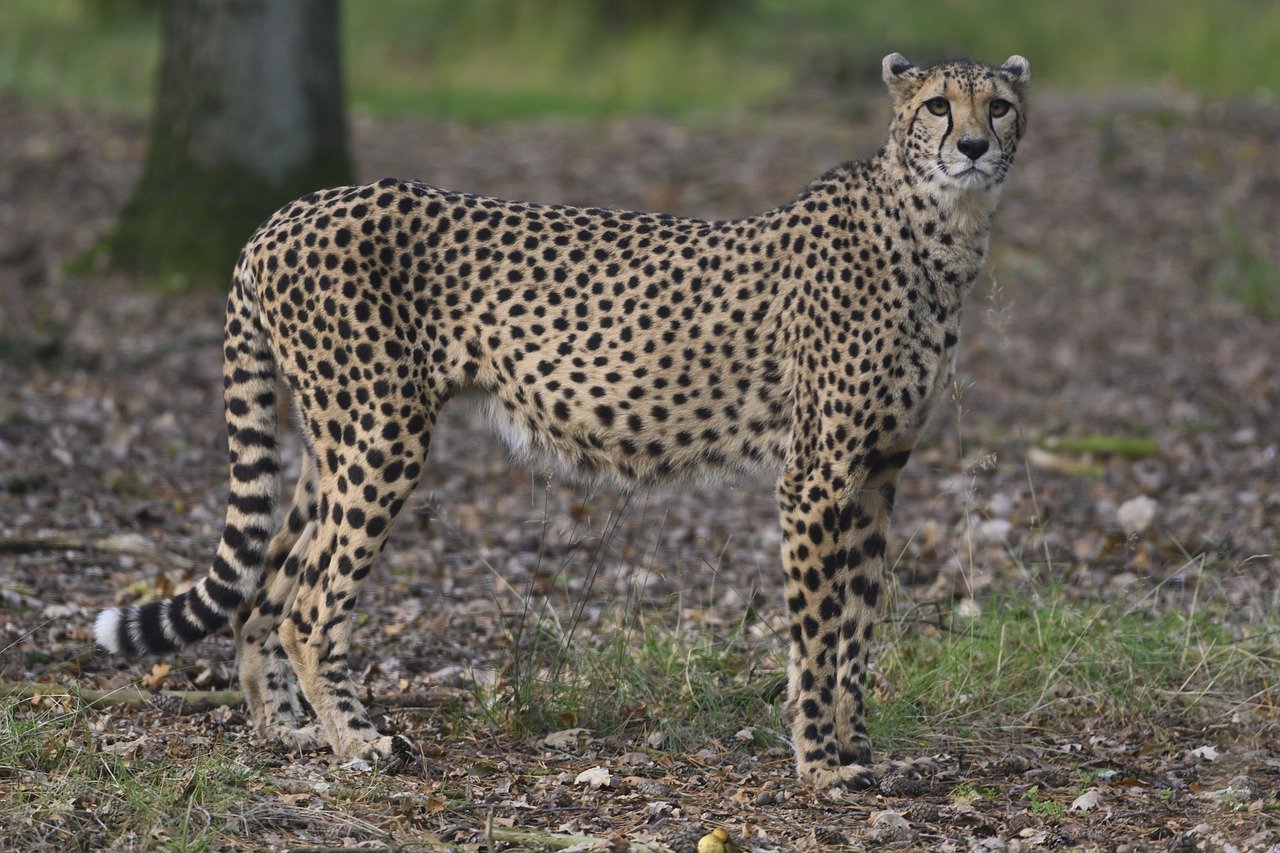 Cheetahs: The Speedsters of the Urban Jungle (image credits: pixabay)