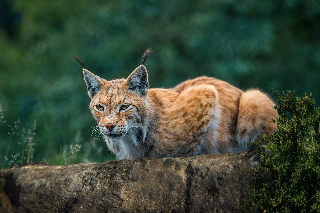 Bobcats: The Urban Survivors (image credits: pixabay)