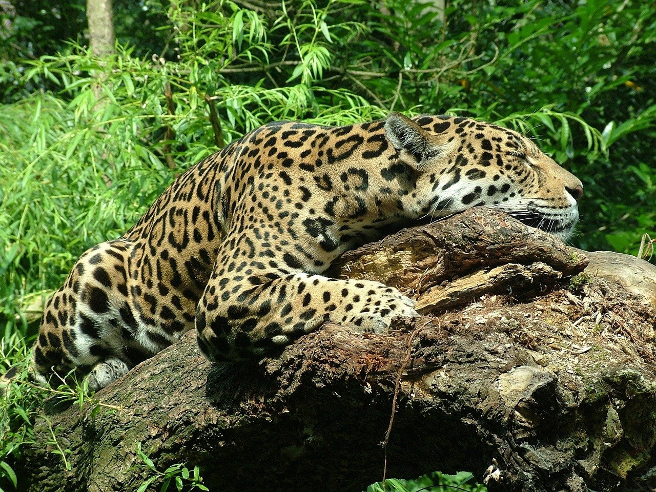 Jaguars: The Elusive Urban Explorers (image credits: pixabay)
