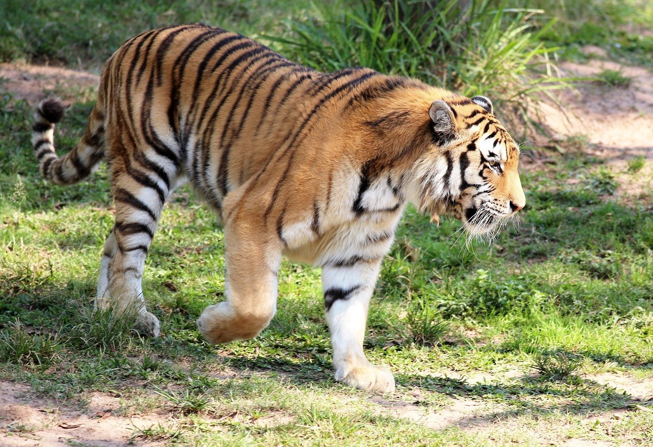 Tigers: The Urban Ghosts of Asia (image credits: pixabay)