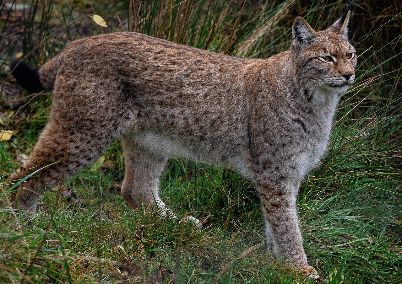 Lynxes: The Silent Urban Wanderers (image credits: pixabay)