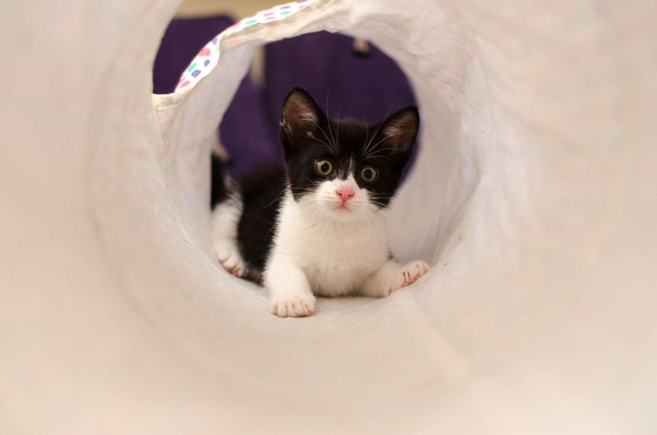 Stylish Cat Tunnels (image credits: pixabay)