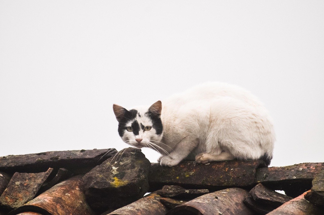 Guardians of the Galaxy: The Feline Easter Egg (image credits: pixabay)