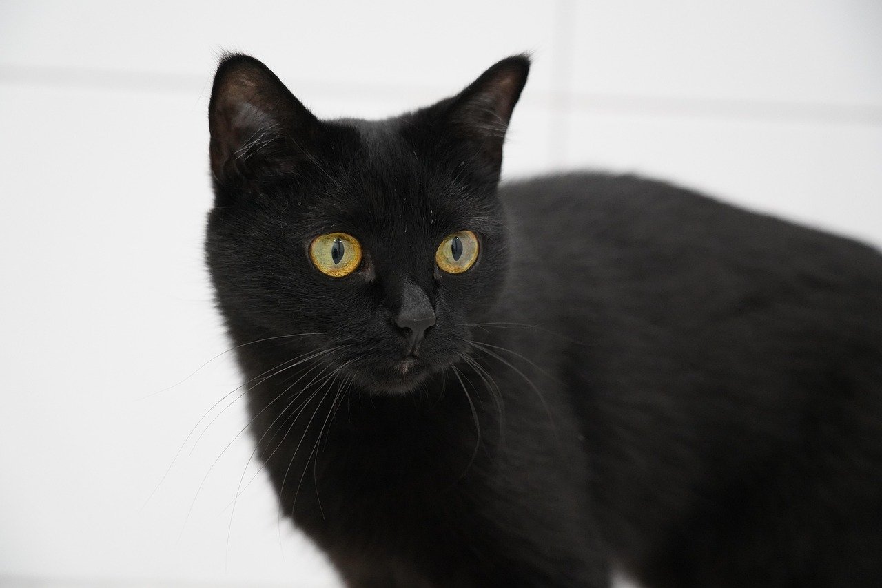The Matrix: Déjà Vu and the Black Cat (image credits: pixabay)