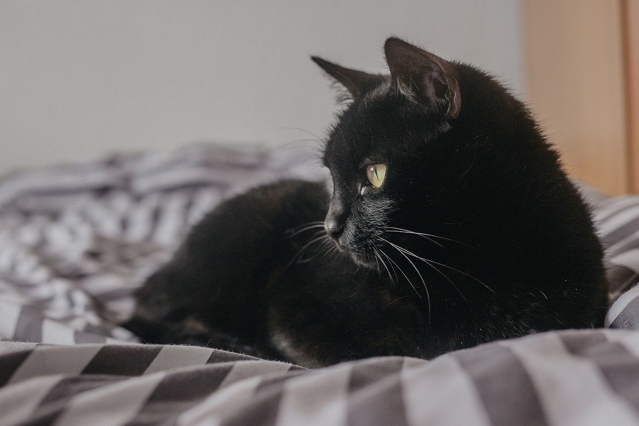 Coraline: A Cat's Guiding Presence (image credits: pixabay)
