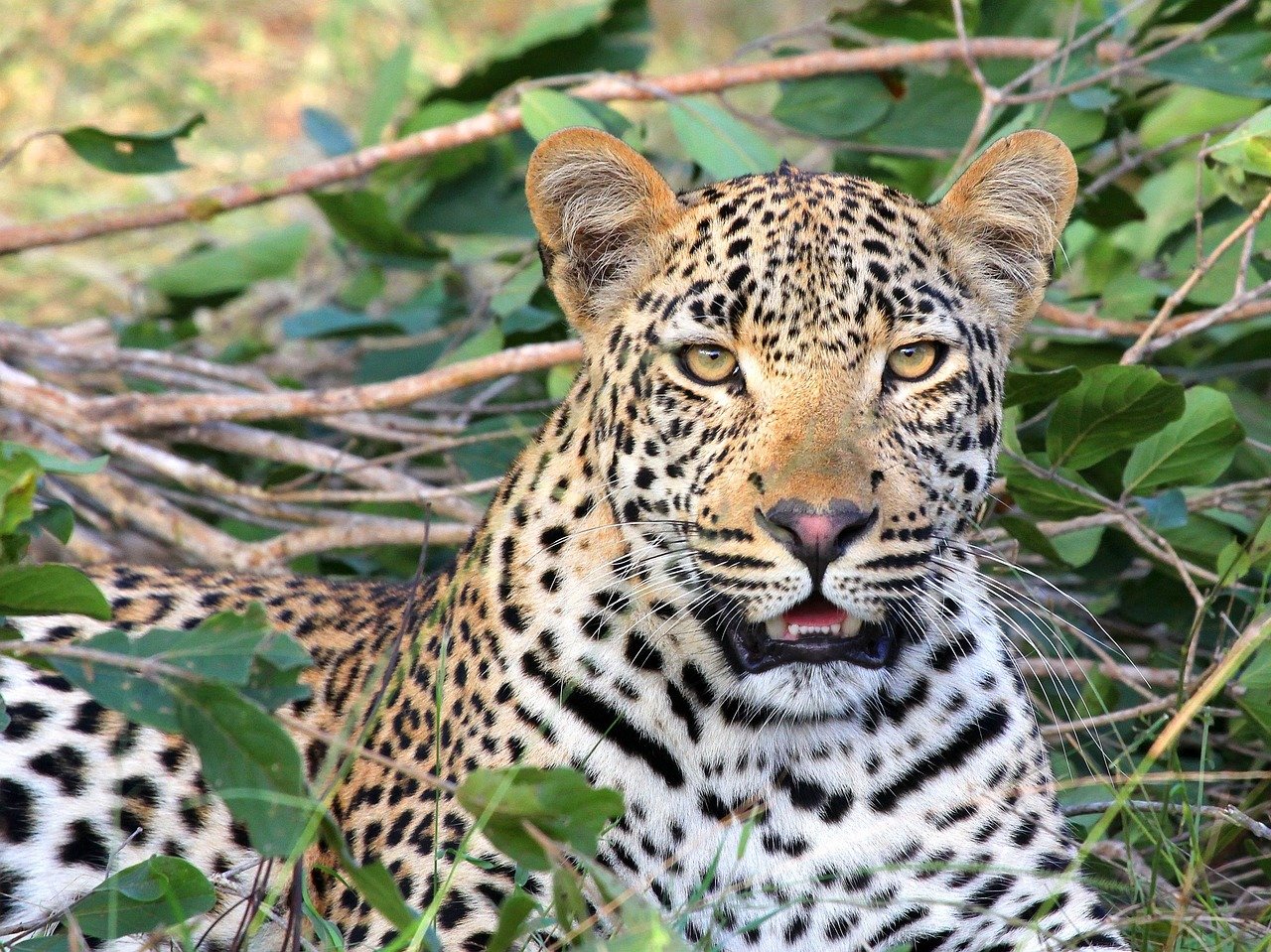 The Regal Leopard: Master of Camouflage (image credits: pixabay)