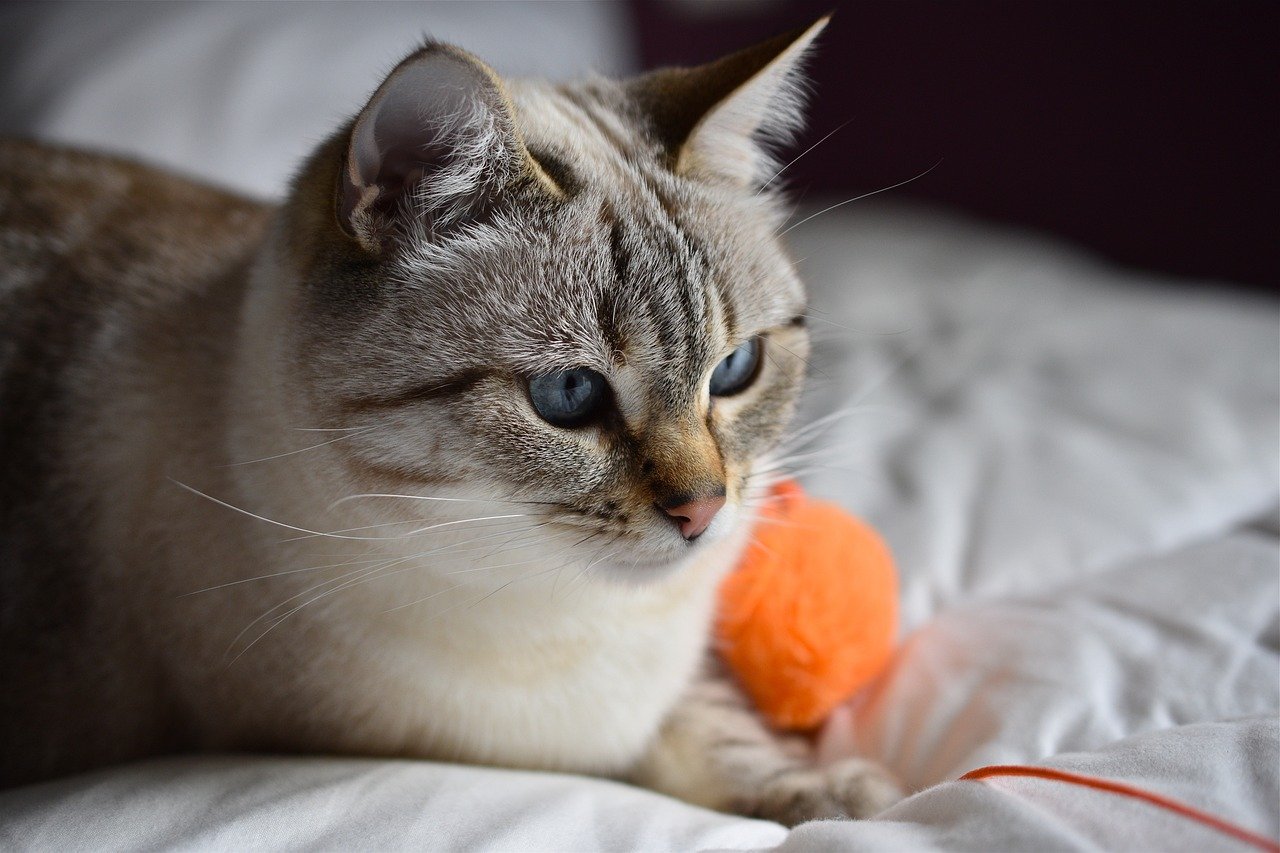 String Toys: A Tangled Threat (image credits: pixabay)