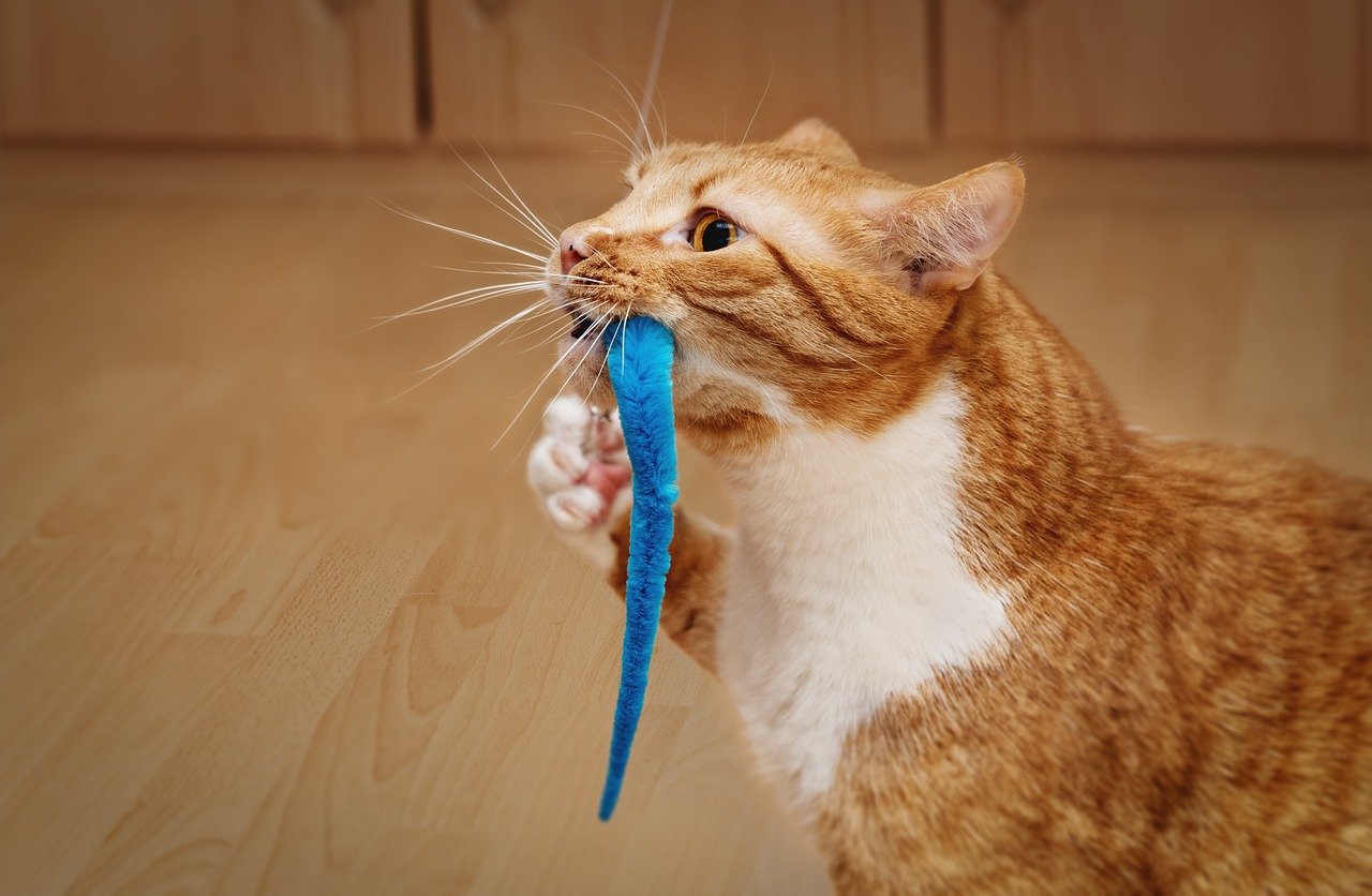 Feather Toys: Beauty with a Risk (image credits: pixabay)