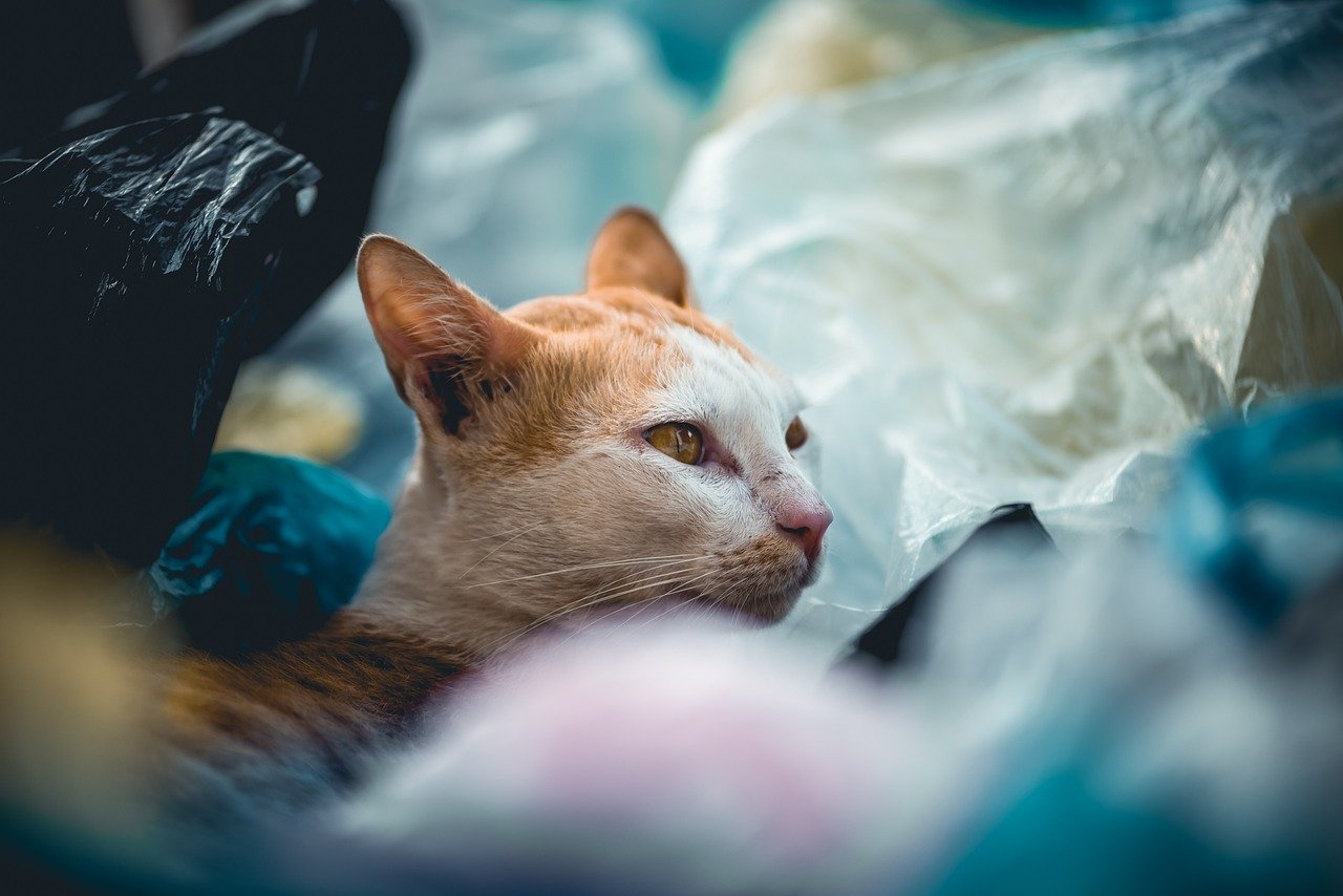 Plastic Bags: Crinkly yet Dangerous (image credits: pixabay)