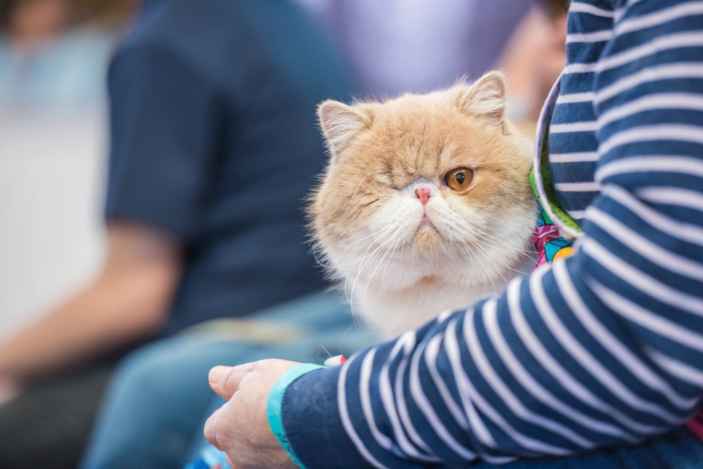 18. Sitting in Your Lap Without Prompting (image credits: rawpixel)