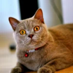 Oriental Shorthairs: The Attention Seekers