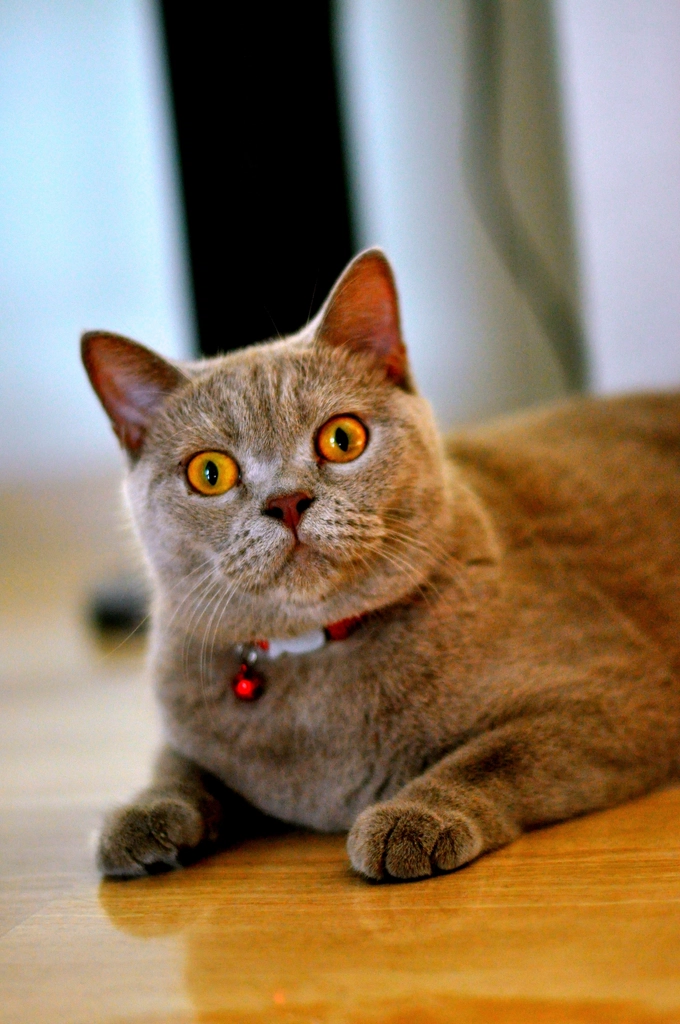 Oriental Shorthairs: The Attention Seekers