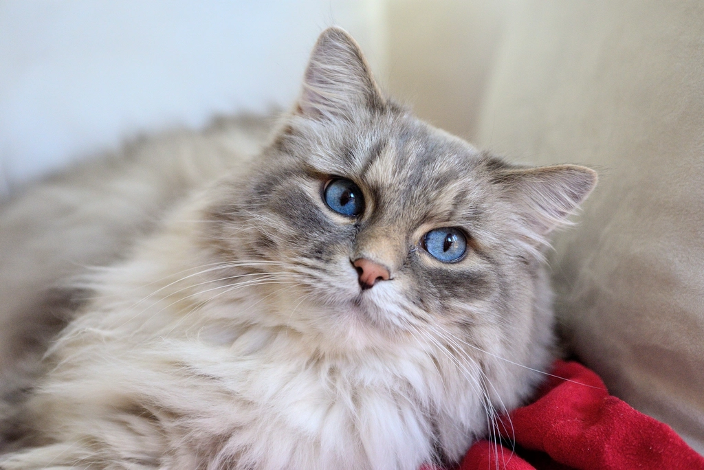Ragdoll: The Laid-back Friend (image credits: rawpixel)