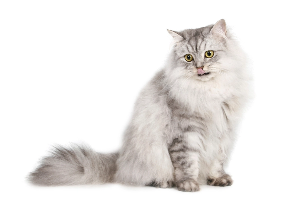 Persian: The Regal and Loyal Friend (image credits: rawpixel)