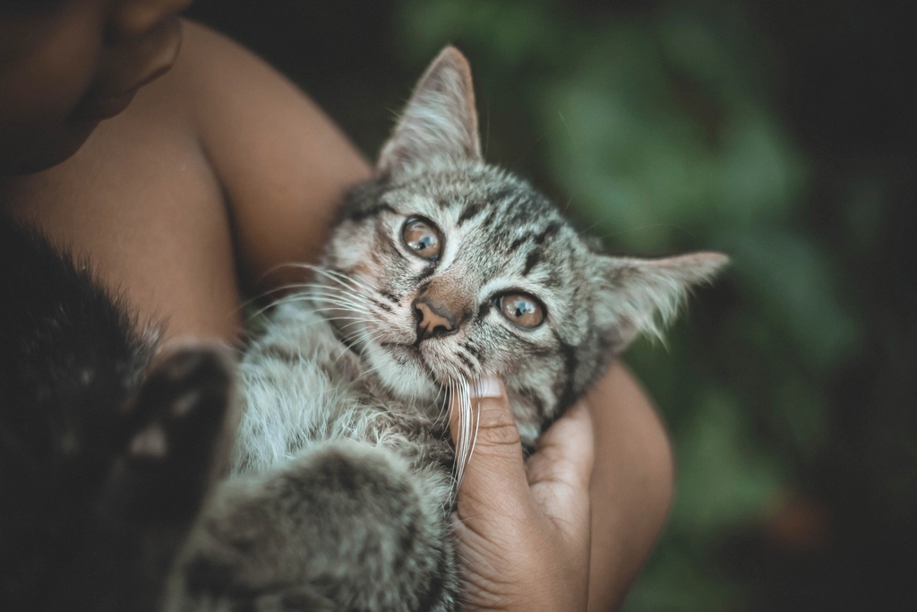 12. Sitting on Your Lap (image credits: rawpixel)