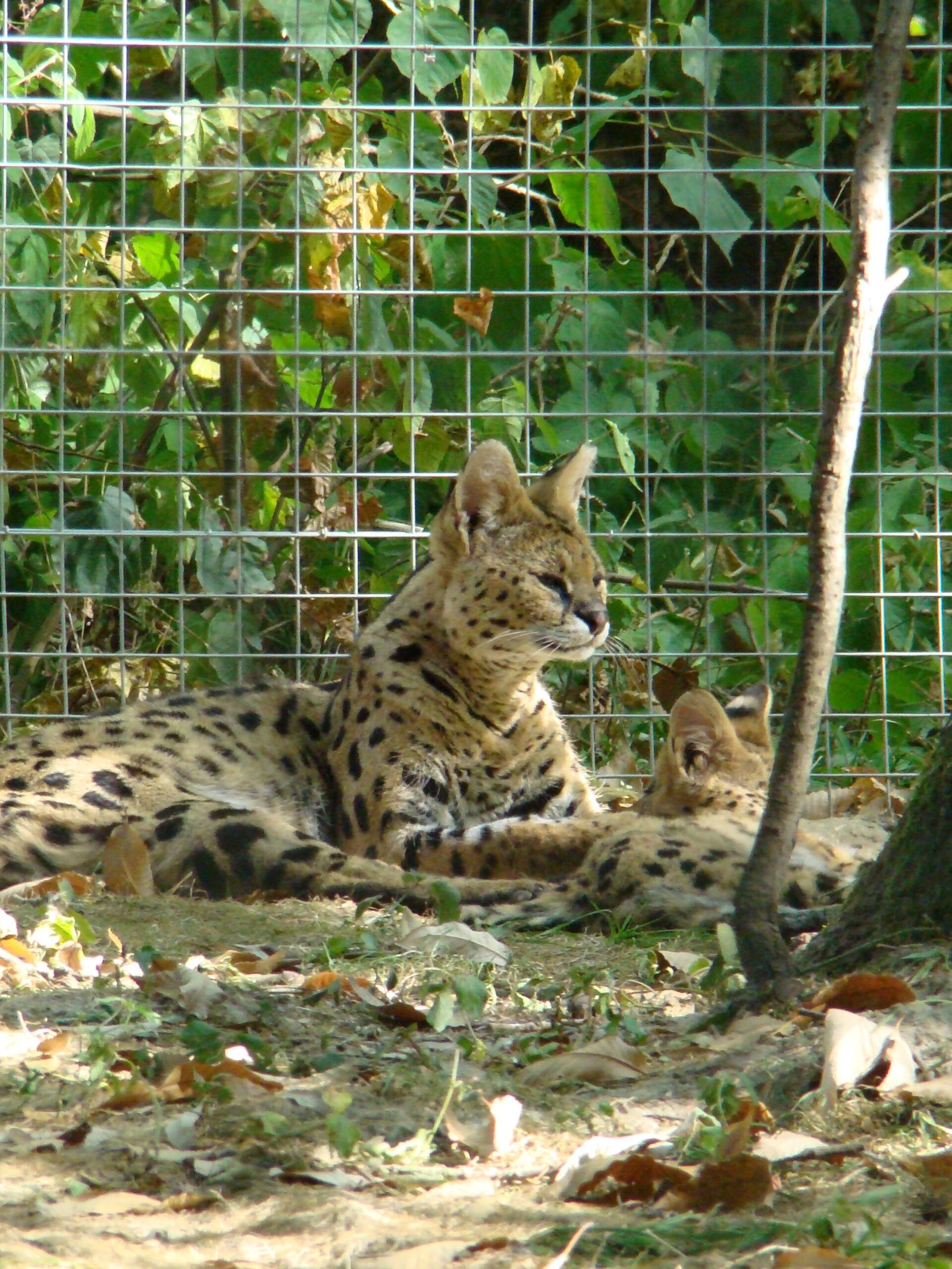 Servals: The Stealthy Nurturers (image credits: wikimedia)