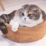5. Scottish Fold: The Unique Companion