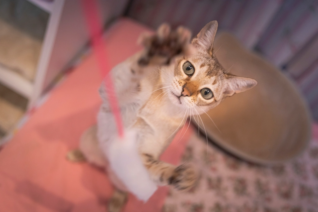 Providing Interactive Toys (image credits: rawpixel)