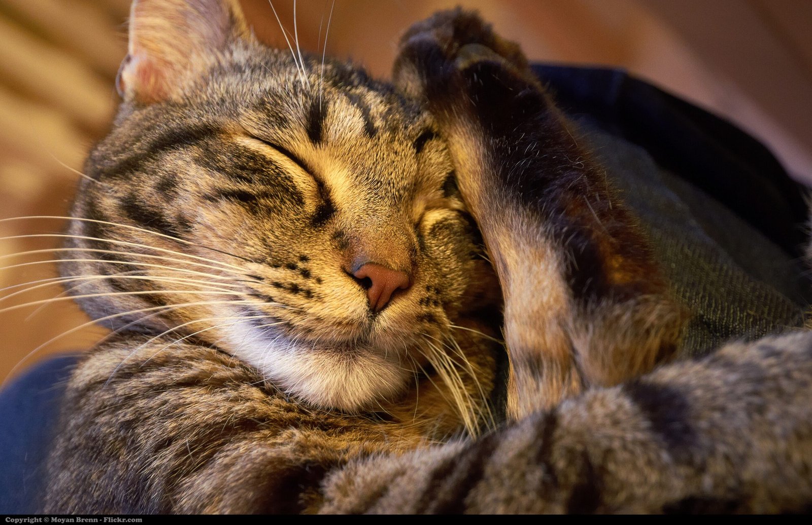 12. Sleeping Close to You (image credits: wikimedia)