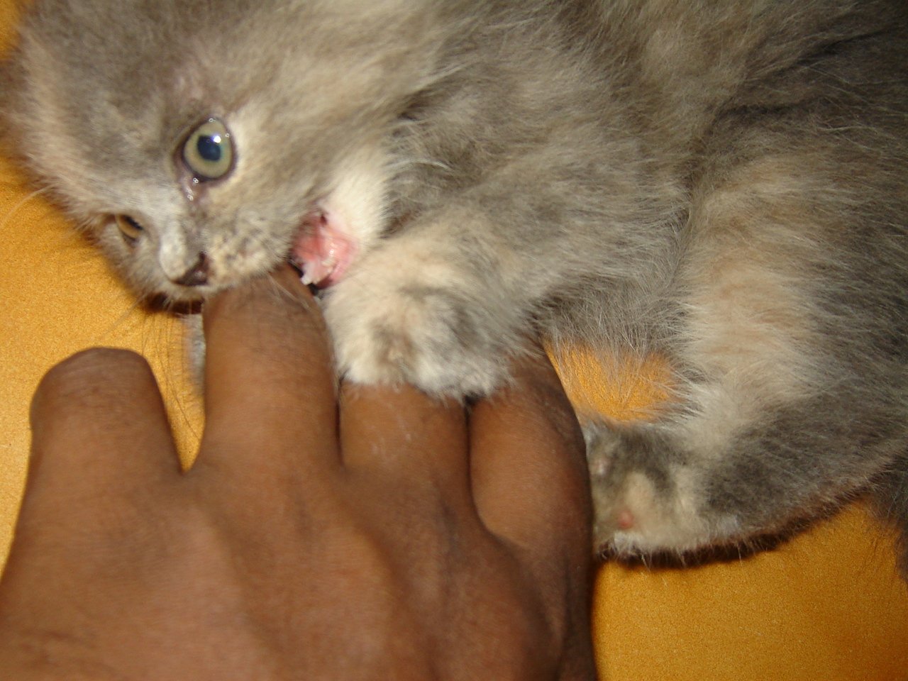 13. Playful Biting (image credits: wikimedia)