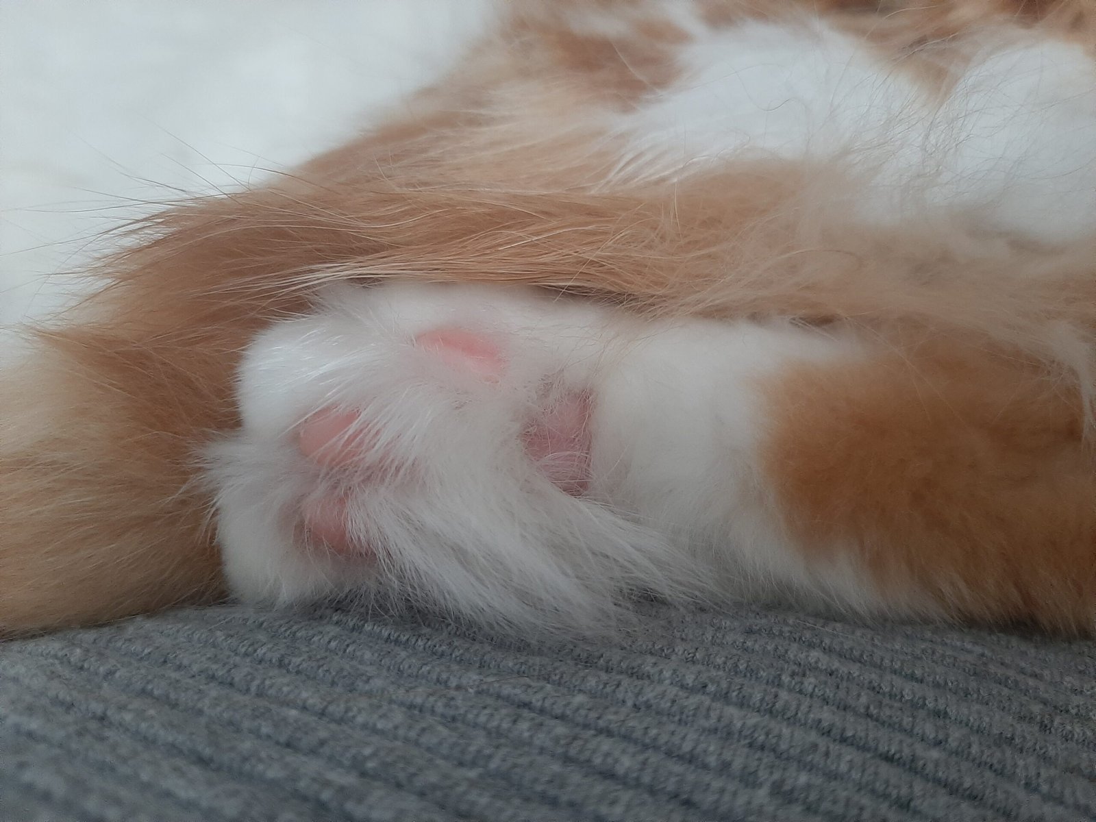 16. Resting Their Paws on You (image credits: wikimedia)