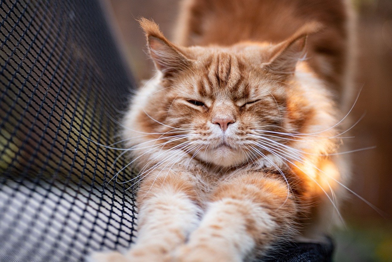Stretching Out Completely (image credits: pixabay)
