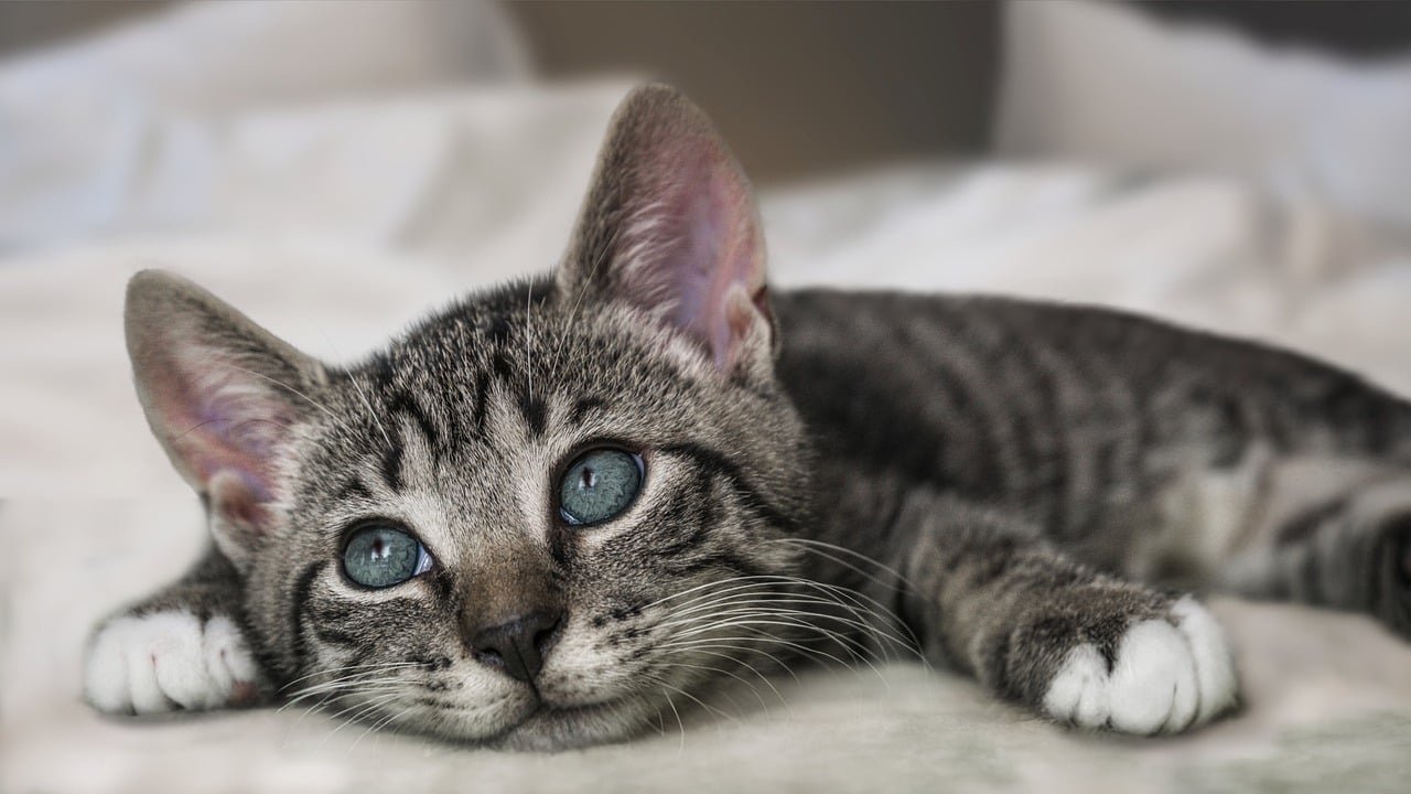 Softly Talking or Chirping (image credits: pixabay)