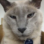 10 Cat Breeds That Can’t Stand Being Left Alone — Even for a Little While