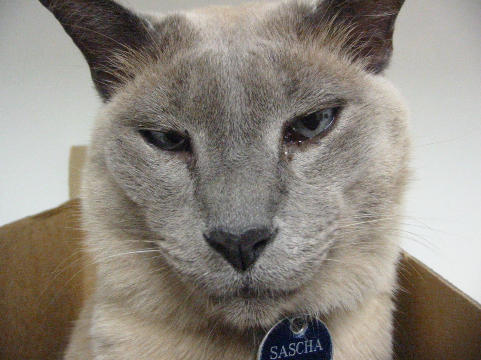 10 Cat Breeds That Can’t Stand Being Left Alone — Even for a Little While