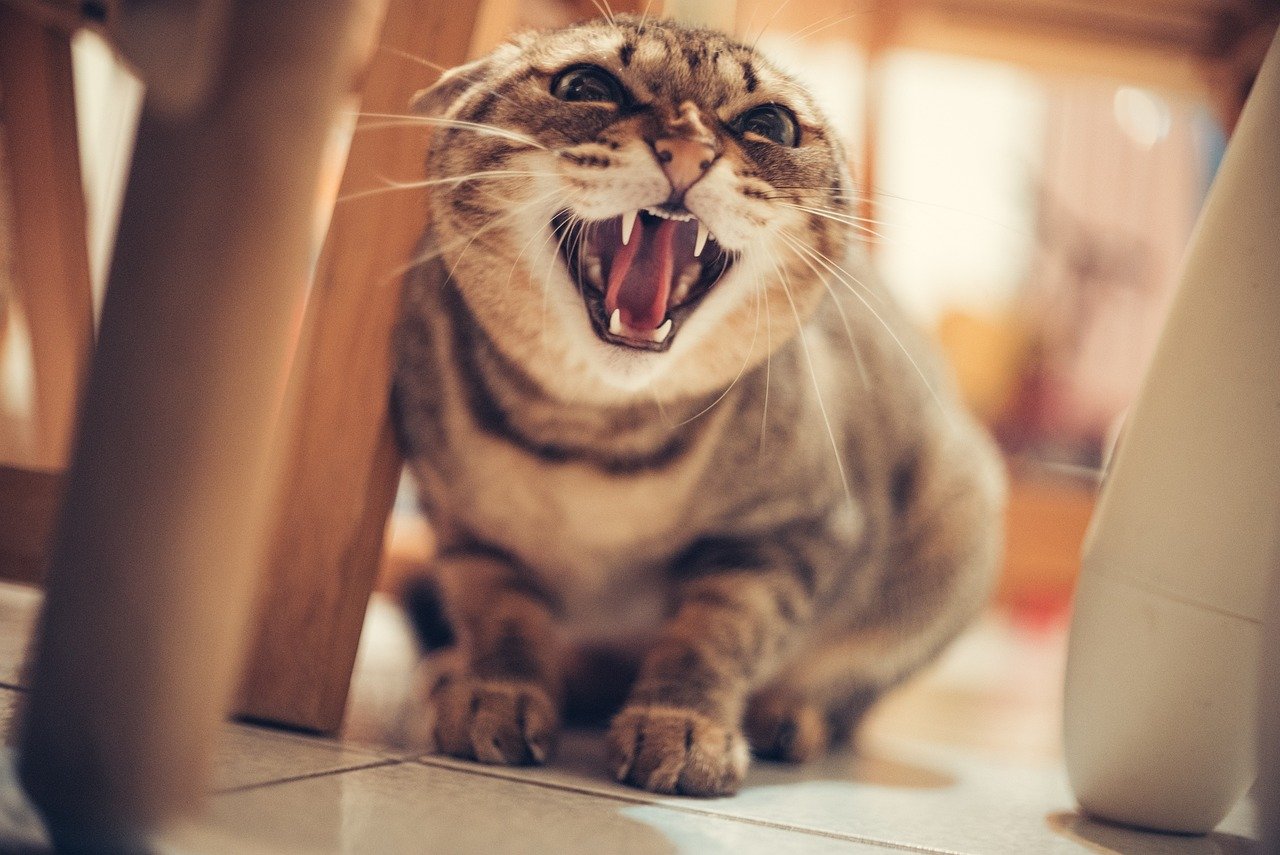 Frequent Hissing or Growling (image credits: pixabay)