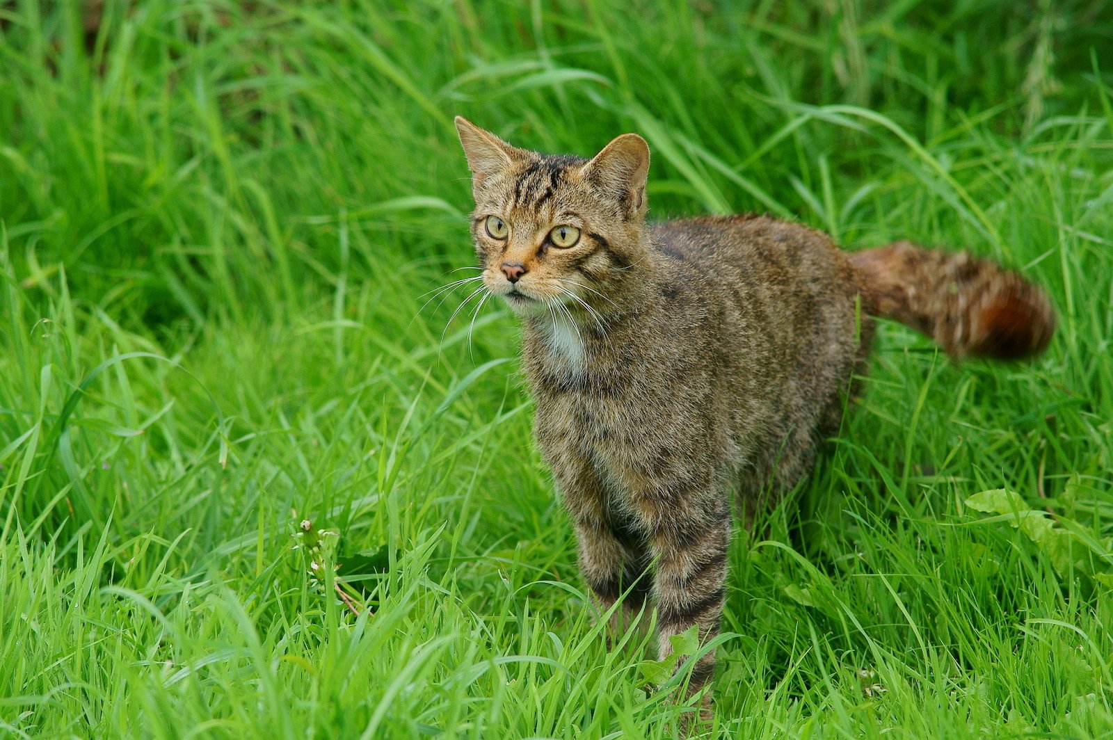 The Swishing Tail (image credits: wikimedia)