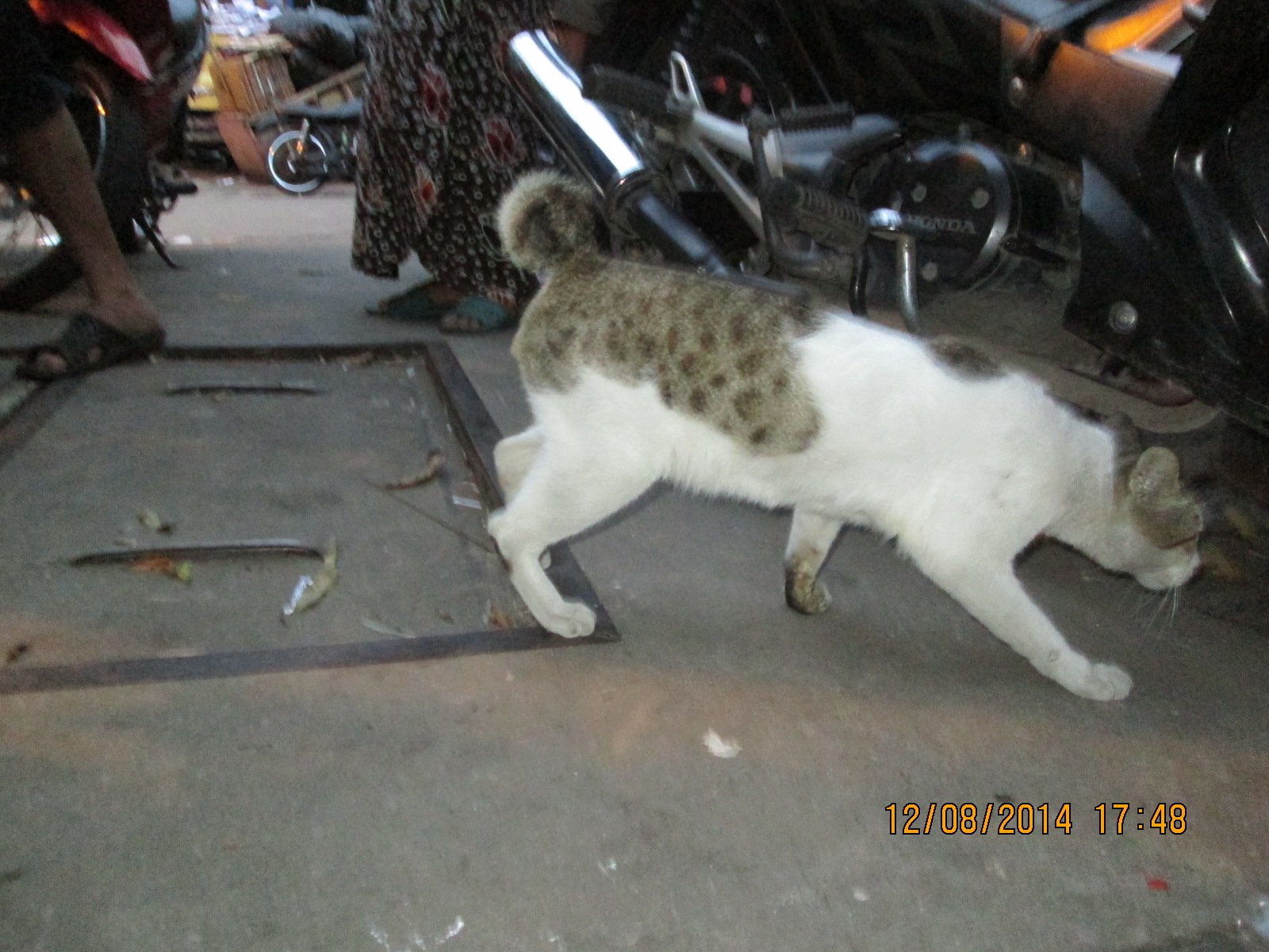 The Crooked Tail (image credits: wikimedia)