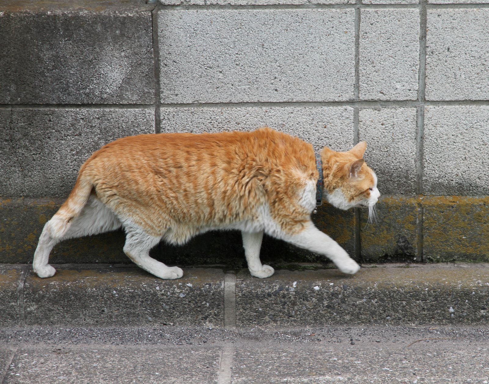The Tail Held to One Side (image credits: wikimedia)