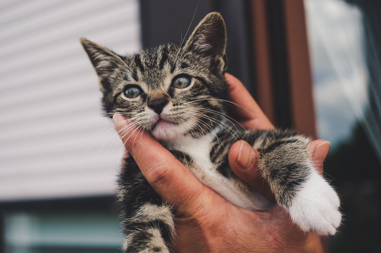 The Gentle Paw (image credits: pixabay)
