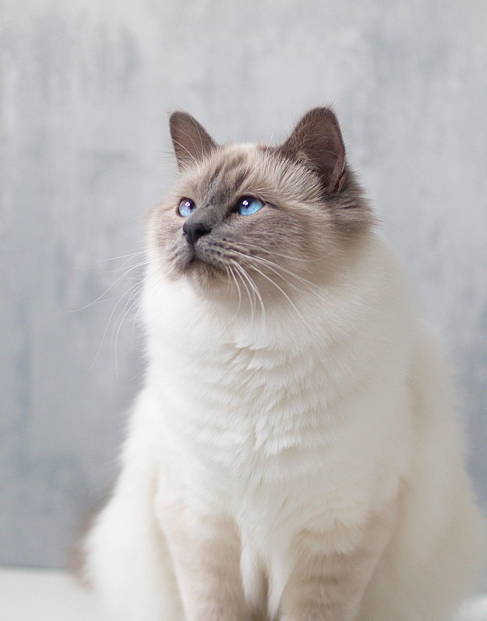 Birman: The Gentle Guardian (image credits: pixabay)